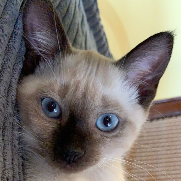 Meet your Posher, Michelle - Picture 1 of 1